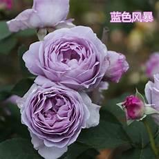 蓝色风暴月季是藤本还是灌木