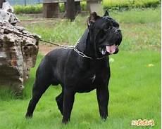 大型犬给狗狗起名